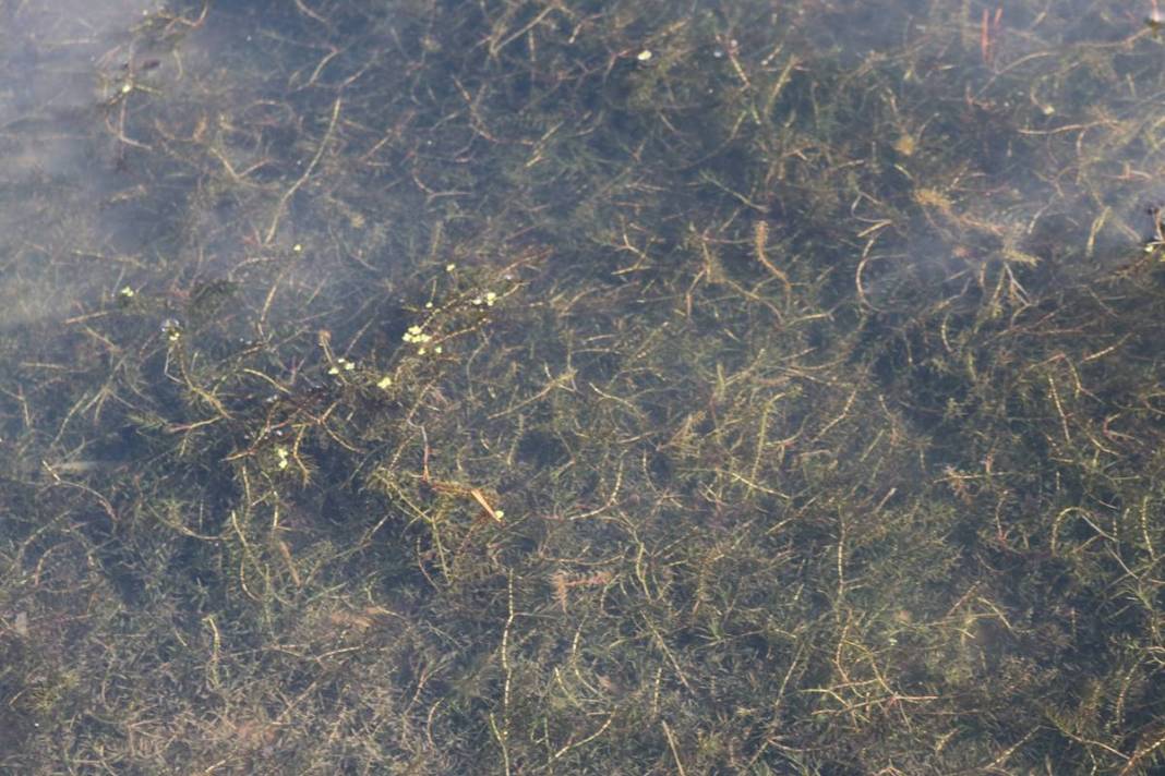 İstilacı yabancılar o kentte tabiat parkını ele geçirdi! Potansiyeli tahmin edilenden fazla 9